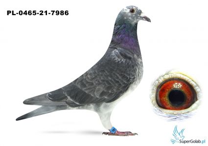 PL_0465-21-7986 Bolak Adam