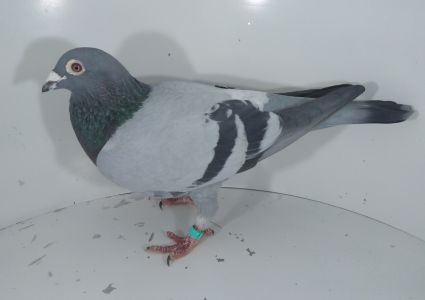 PL-0466-15-7968  Org.Jarosław Grzankowski