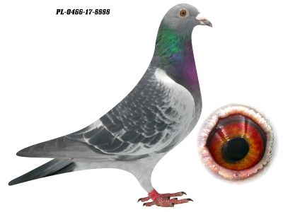 PL-0466-17-8888 - 0-1, oryg. J. Grzankowski - wyjątkowe połączenie, córka dwóch olimpijczyków 4429 (G. Lazar) oraz Maja (M-M Kołodziej)