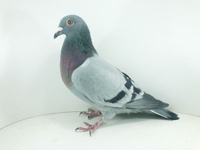 PL 0466 22 2339 – org. Grzankowski Jarosław  - / 30m – SuperCup 580km / (prawdopodobnie samiczka) Gołąb Godny polecenia na długi cięzki Dystans