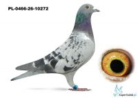 PL-0466-26-10272
