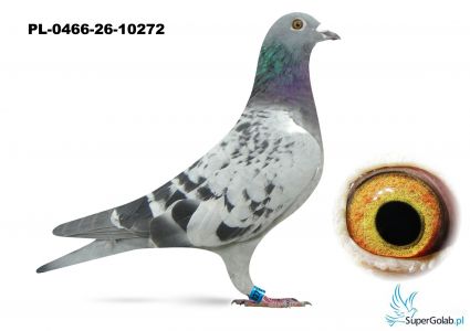 PL-0466-26-10272