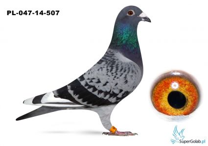 PL-047-14-507-100% Rainer Puttmann