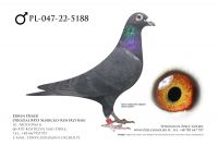 PL-047-22-5188 - samiec