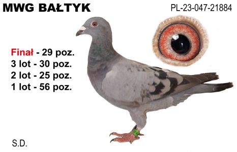 PL-047-23-21884: SD, 47. Lotnik, m in 56m, 25m, 30m, 29m z FINAŁU Gołąb z hodowli: SD.