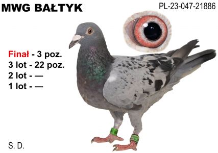 PL-047-23-21886: SD, 15. Lotnik, m in 22m, 3m z FINAŁU Gołąb z hodowli: SD. 15 Lotnik