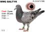 PL-047-23-21886: SD, 15. Lotnik, m in 22m, 3m z FINAŁU Gołąb z hodowli: SD. 15 Lotnik