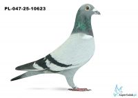 PL-047-25-10623 8. OKRĘG CZĘSTOCHOWA