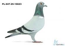 PL-047-25-10623 8. OKRĘG CZĘSTOCHOWA