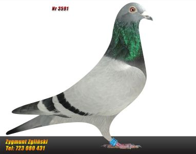 PL- 0470-20-3591 Dirk van den Bulck × Peter Van de Merwe