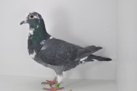 PL-0470-23-5947 Inbred 