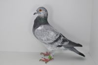 PL-0470-23-5953 PIDBUL x KITELL