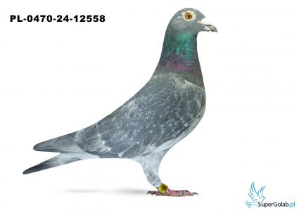 PL-0470-24-12558