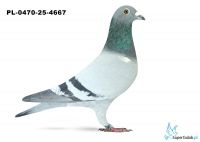 PL-0470-25-4667 3. OKRĘG KONIN