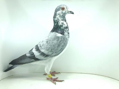 PL 0471 19 2575 - samczyk- W tym gołębiu płynie krew najlepszych gołębi między innymi: 