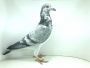 PL 0471 19 2575 - samczyk- W tym gołębiu płynie krew najlepszych gołębi między innymi: 