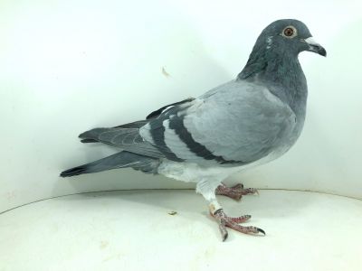 PL 0471 20 (21) 675 - linia gołębi Rzepka Marek & Marcin w tym gołębiu płynie krew: 