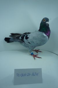 PL-0471-21-14241 - linia słynnej Fieneke 5000