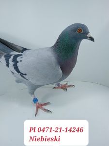 PL-0471-21-14246 - gołąb z kapitalnej linii Olimpick Bumerang 104.