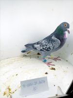 PL-0471-21-14274