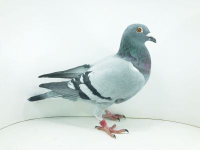 PL 0471 22 7755 – org. Chłopecki - Ligocki / 38m – SuperCup 580km / (prawdopodobnie samiczka)