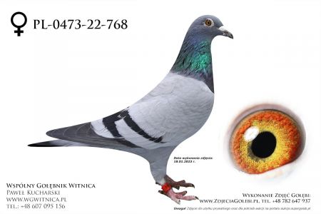 PL-0473-22-768: Super Druzyna z Lubl, min 40m Gołąb z hodowli: Super Druzyna z Lubl