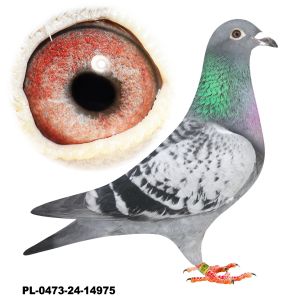 PL-0473-24-14975-L.v.Loon