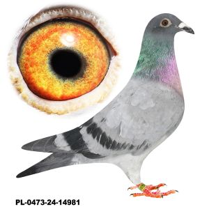 PL-0473-24-14981-L.v.Loon x Schaerlaeckens