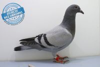 PL-0474-17-1954