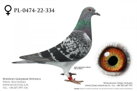 PL-0474-22-334: Jabkowski Andrzej Gołąb z hodowli: Jabkowski Andrzej