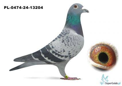 PL-0474-24-13204