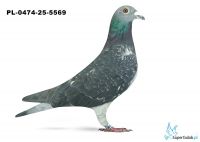 PL-0474-25-5569 31. OKRĘG LESZNO 