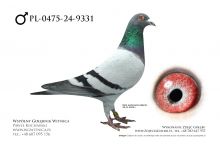 PL-0475-24-9331: K Robakiewicz, m in 38m, 19m, 16m, 8m z FINAŁU