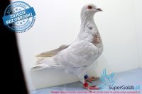 PL-0476-17-6937