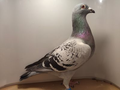 PL-0476-21-1777 Robert Sokołowski WICEMISTRZ POLSKI KAT B