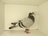 PL-0476-22-5960 syn KNURa