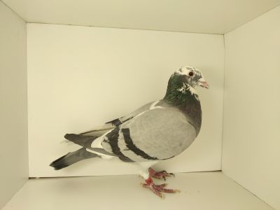 PL-0476-22-5960 syn KNURa