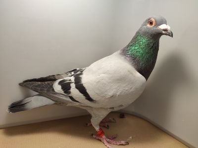 PL-0476-22-5978 Robert Sokołowski WICEMISTRZ POLSKI KAT B