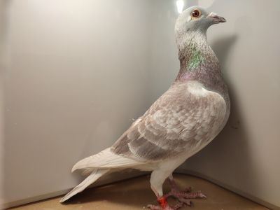 PL-0476-22-5997 Robert Sokołowski WICEMISTRZ POLSKI KAT B