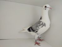 PL-0476-25-4500 dziecko KNURa