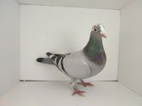 PL-0476-25-4544 inbred na KNURa