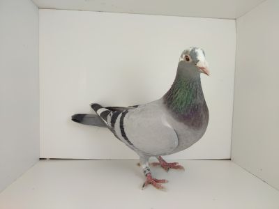 PL-0476-25-4544 inbred na KNURa