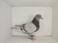 PL-0476-25-4557 siostra do czerwonych lotniczek min PL-0476-22-5966 ( na filmie)