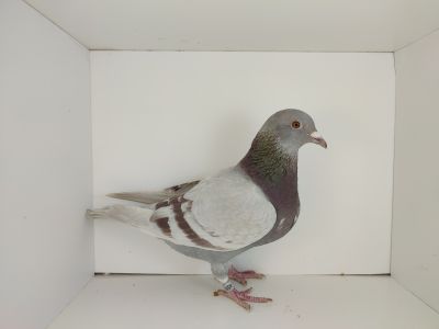 PL-0476-25-4557 siostra do czerwonych lotniczek min PL-0476-22-5966 ( na filmie)