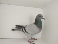 PL-0476-25-4565 - siostra 2 gołębia ok Wrocław 2025 na młode 5/5 i 61 coeff.