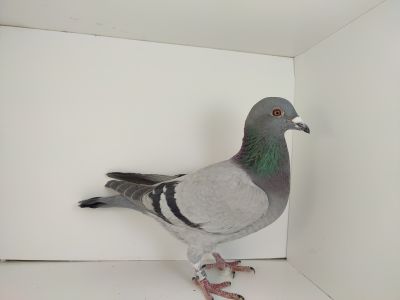 PL-0476-25-4565 - siostra 2 gołębia ok Wrocław 2025 na młode 5/5 i 61 coeff.