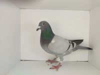 PL-0476-25-4578 syn lotniczki 1201