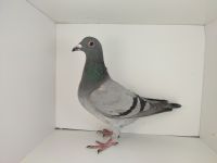 PL-0476-25-4580 inbred na KNURa (super budowa)