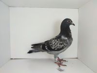 PL-0476-25-4598 dubel