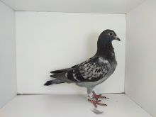 PL-0476-25-4598 dubel